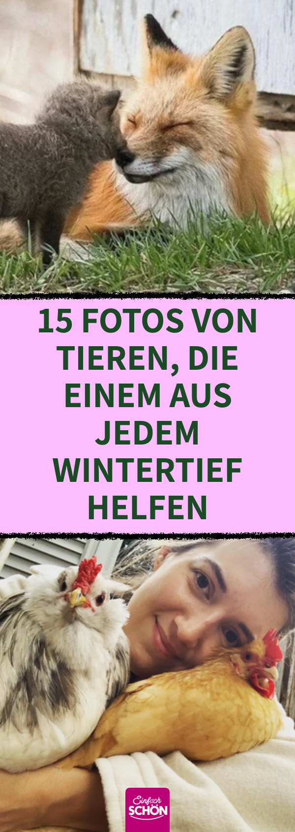 15 Tierfotos, bei denen einem warm ums Herz wird