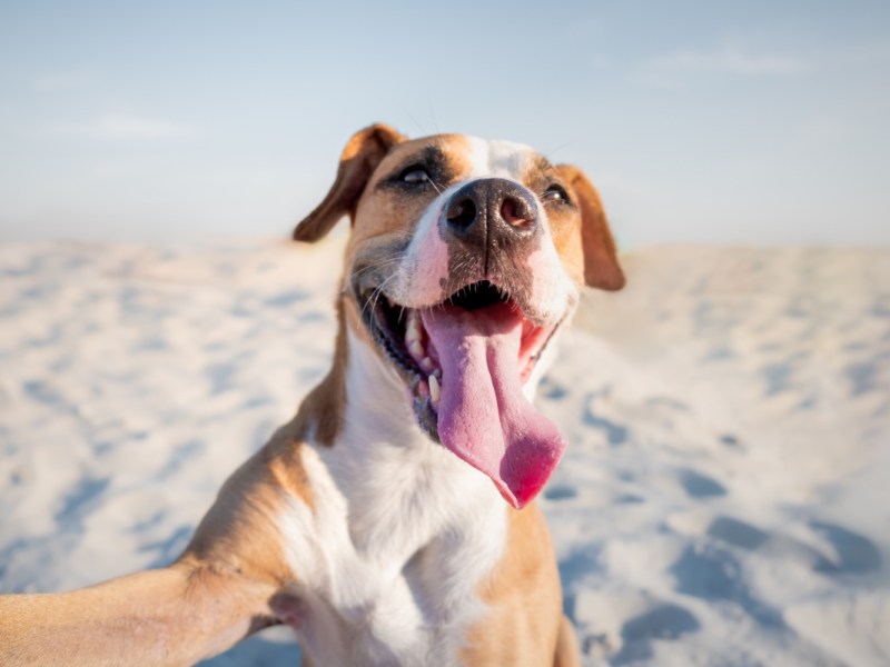 Ein Hund mit heraushängender Zunge spielt an einem Strand.