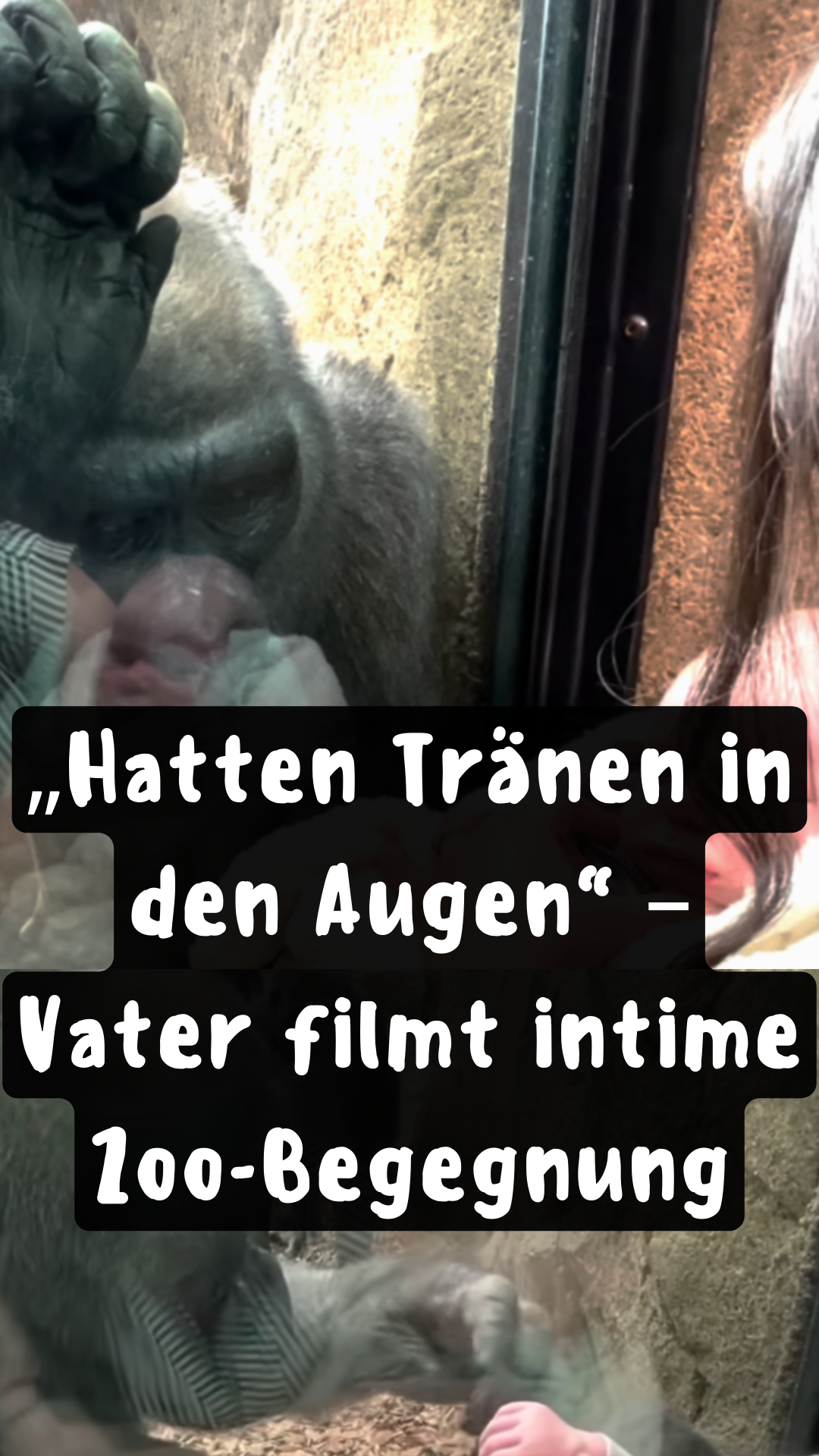 „Hatten Tränen in den Augen“ – Vater filmt intime Zoo-Begegnung