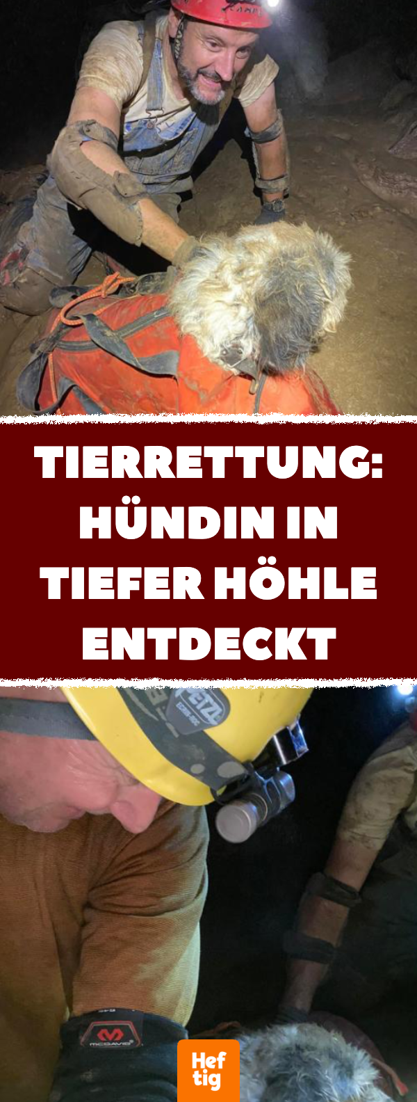 Tierrettung: Hündin in tiefer Höhle entdeckt