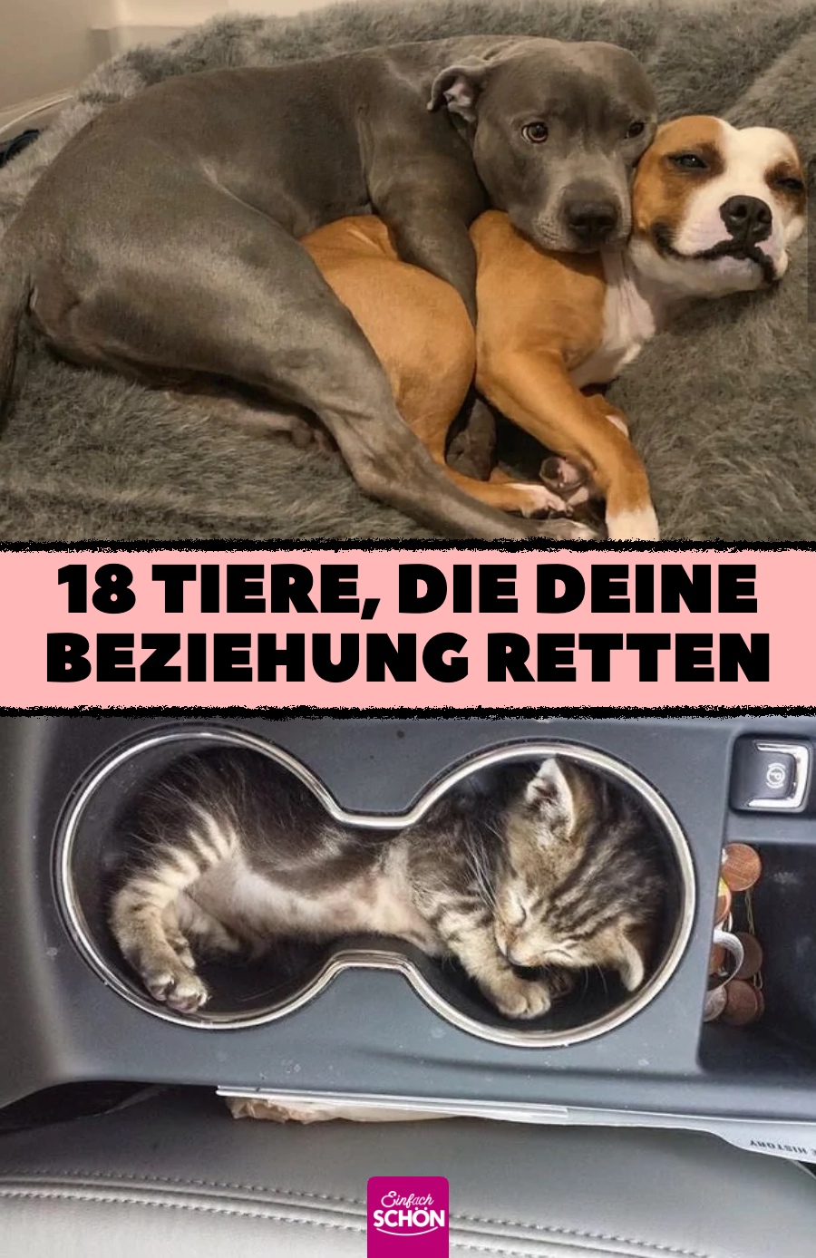 18 Tiere, die für eine glückliche Beziehung sorgen