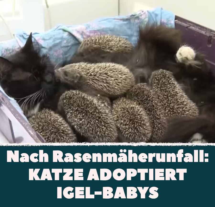 Nach Rasenmäherunfall: Katze nimmt verwaiste Igel-Babys auf