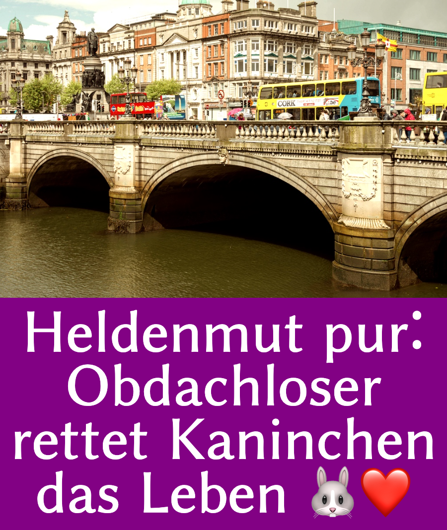 Jugendlicher wirft Kaninchen von einer Brücke und Obdachloser wird zum Helden