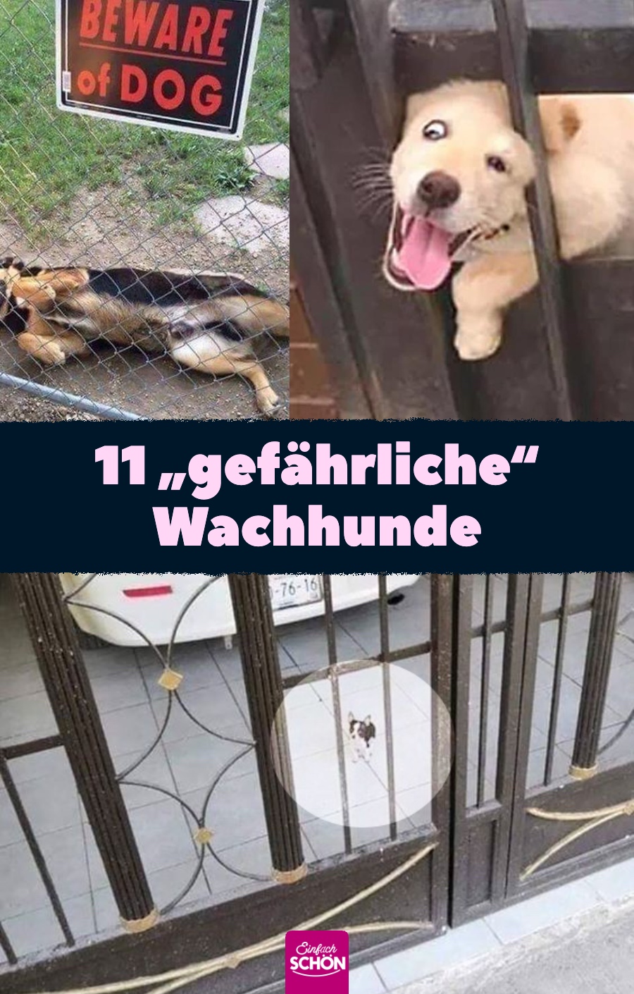 11 Hunde, die als Wachhund fehlbesetzt sind