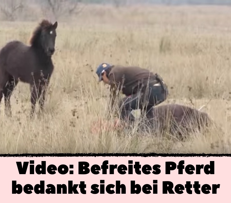 Video: Befreites Pferd bedankt sich bei Retter