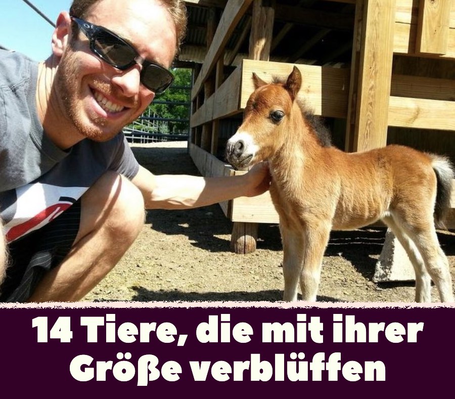 14 Tiere, die mit ihrer Größe verblüffen