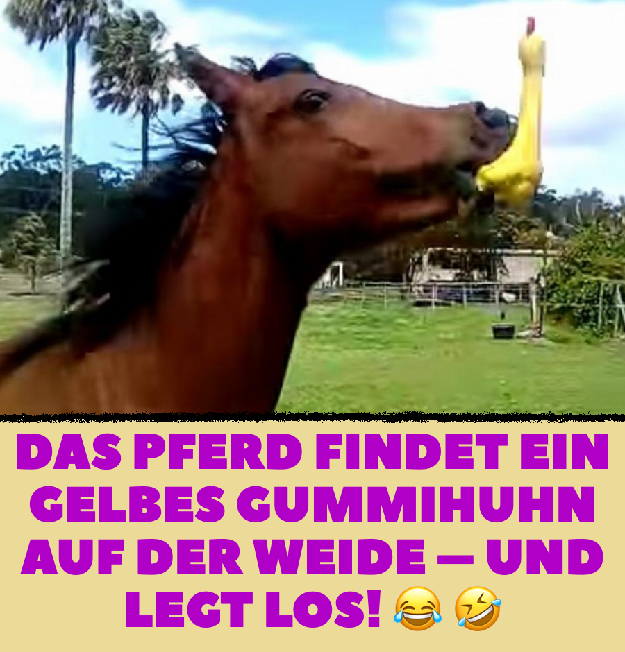 Pferd findet ein gelbes Gummihuhn auf der Weide – und legt los