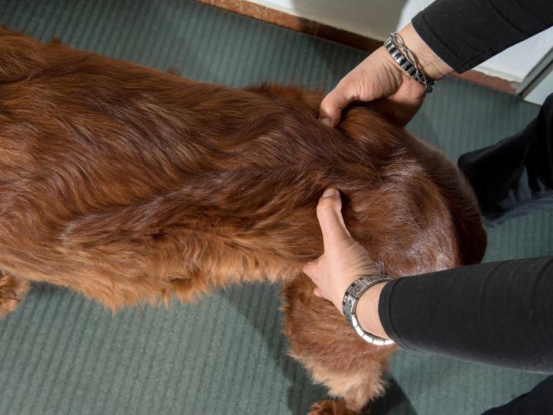 Eine Physiotherapeutin massiert einen Hund.