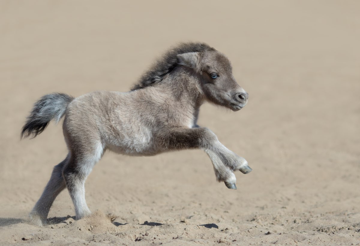 Ein Zwergpony läuft auf einer Koppel.