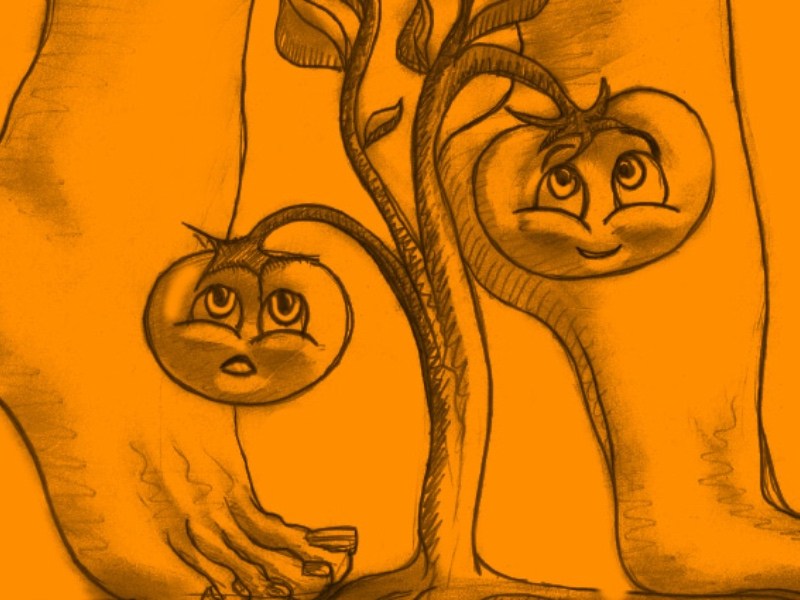 Eine Zeichnung von einem Paar Frauen-Füße vor einer Tomatenpflanze vor orangenem Hintergrund.