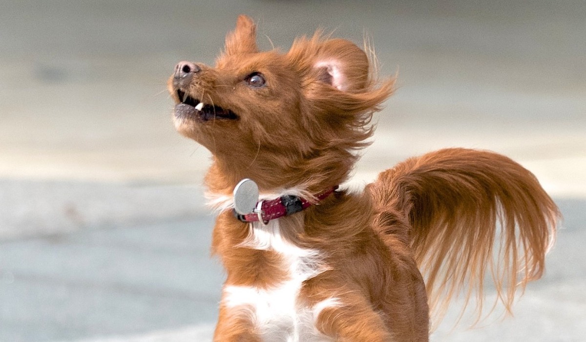 Ein Hund, beim Sprung in die Luft fotografiert.