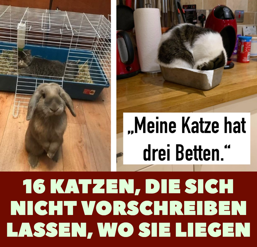 16 Katzen, die sich nicht vorschreiben lassen, wo sie liegen