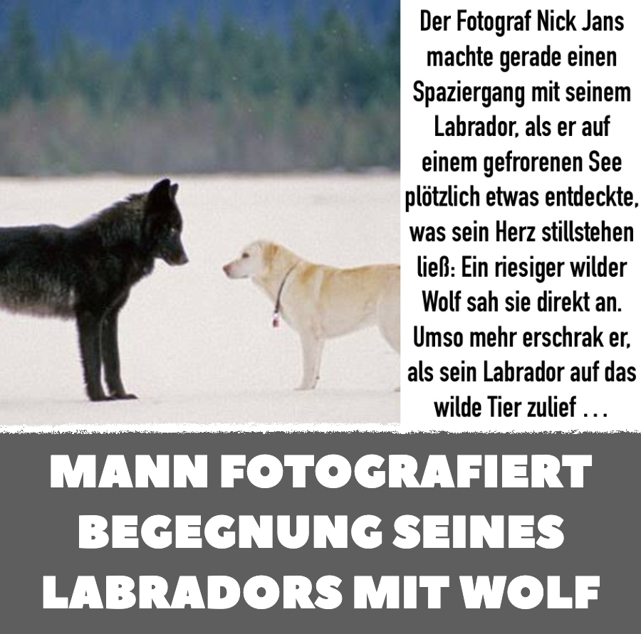 Mann fotografiert Begegnung seines Labradors mit Wolf