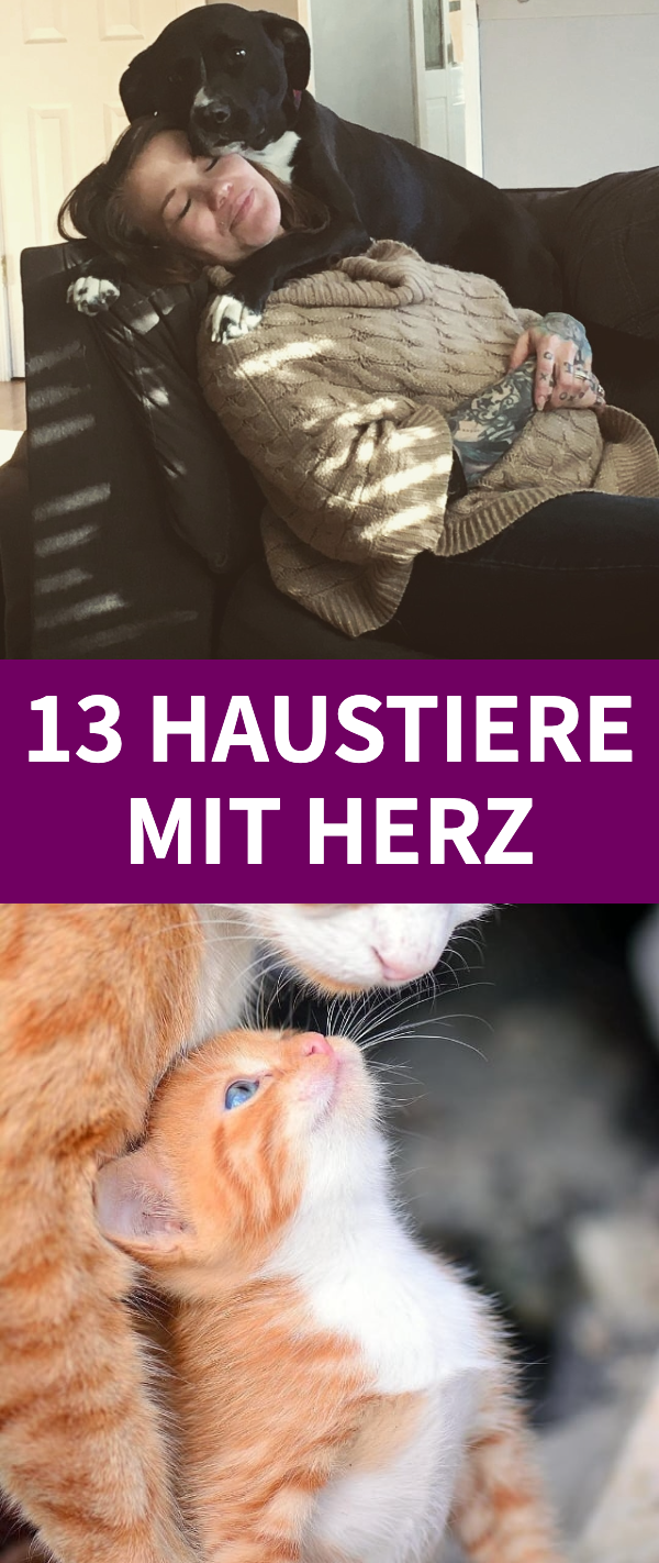 13 Haustiere, deren Herzen voller Liebe sind