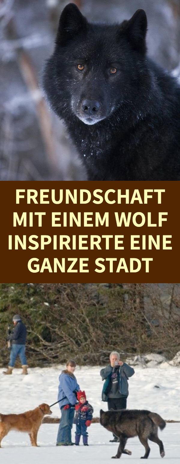 Mann fotografiert Begegnung seines Labradors mit Wolf