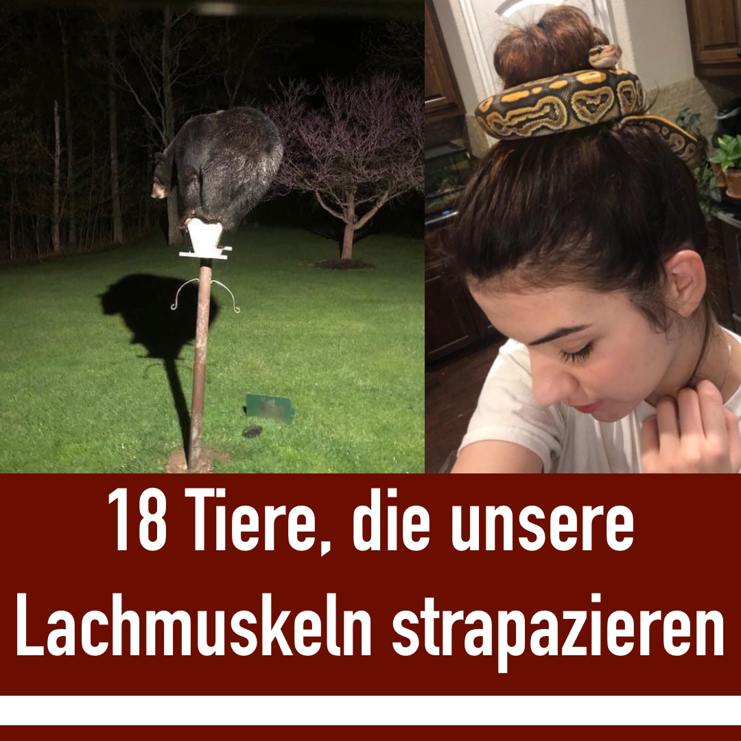 Lustige Tierfotos, bei denen man vor Lachen vom Stuhl fällt